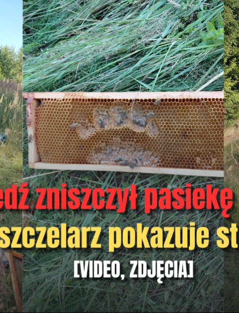 Pasieka w Wesołej zdemolowana przez Niedźwiedzia. Pszczelarz pokazuje straty [VIDEO, ZDJĘCIA]