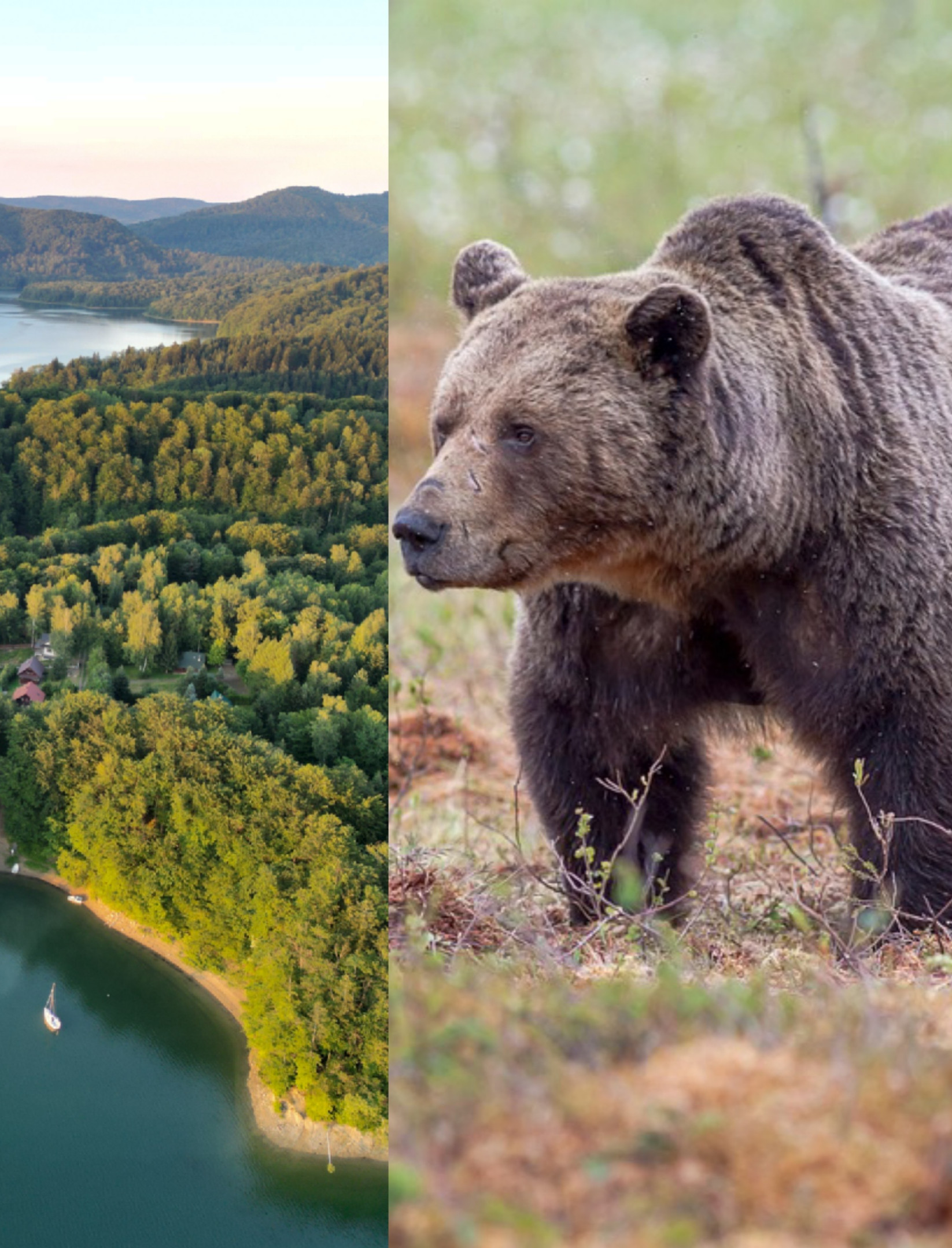 Niedźwiedzica z młodymi pod domami w Polańczyku! „Nie reagowały nawet na petardy” [VIDEO]
