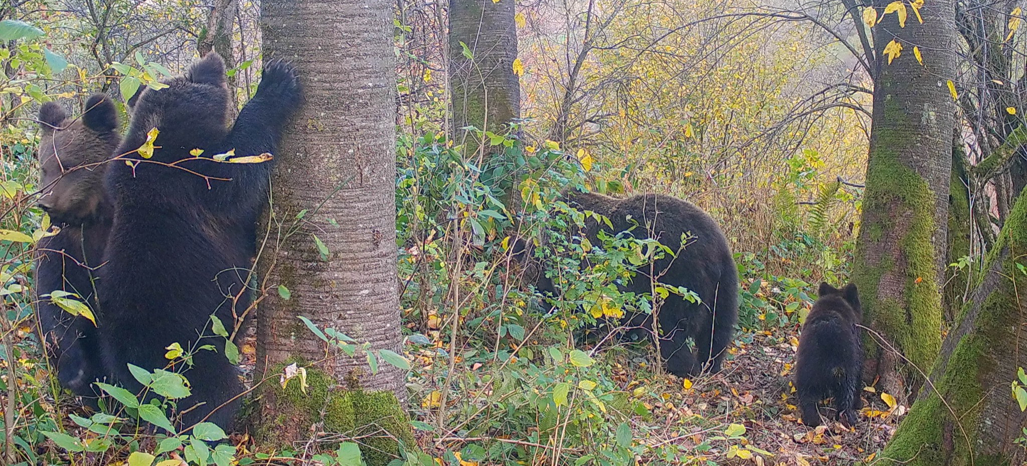 Niedźwiedzia rodzinka przyłapana na spacerze. Zobacz nagranie (VIDEO)