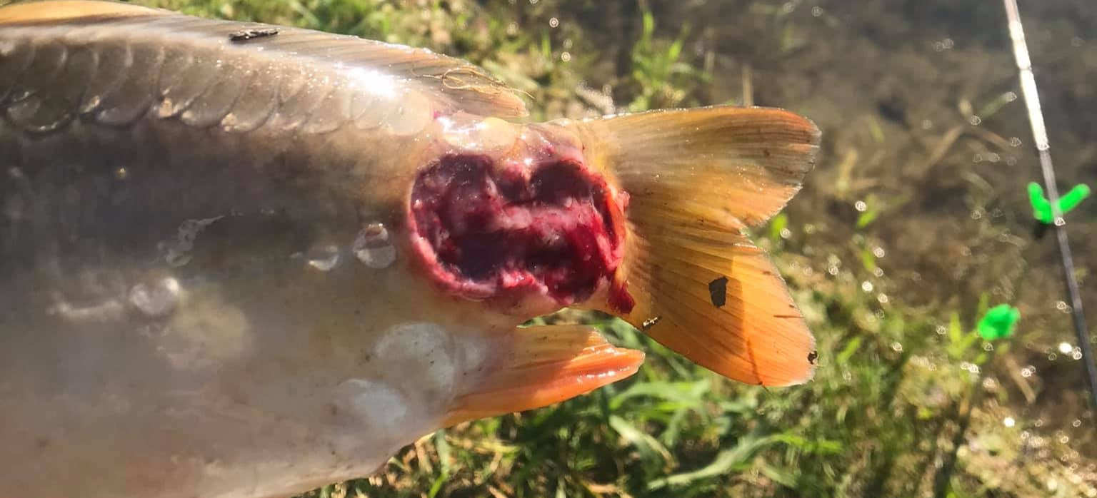 Chore ryby w Jeziorze Solińskim? „Ciało ryb odpada” (ZDJĘCIA)