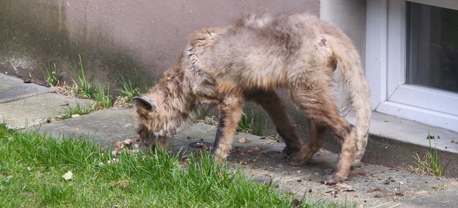 PILNE: Chory lis na sanockich osiedlach. „Przestańcie wyrzucać jedzenie pod bloki!” [VIDEO, ZDJĘCIA]