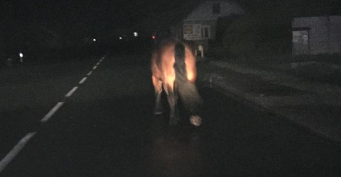 Nocny spacer konia po Humniskach (VIDEO)