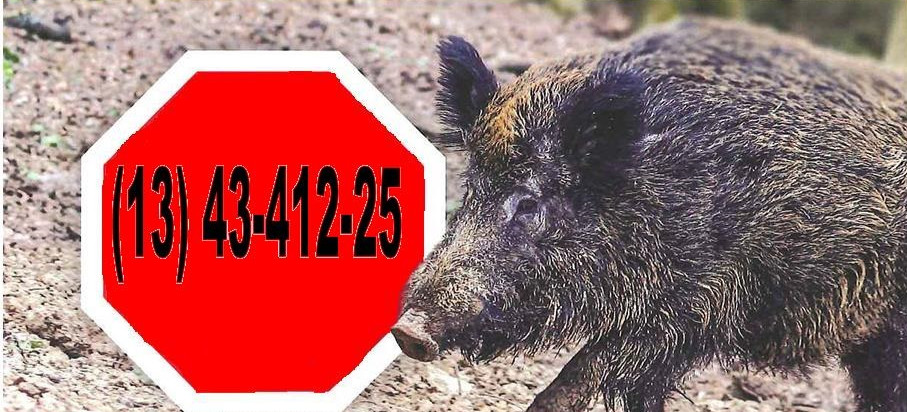 Afrykański pomór świń na terenie gminy Brzozów oraz Haczów