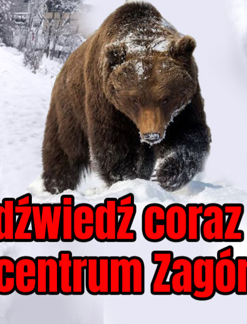 UWAGA! Niedźwiedź na Wielopolu w Zagórzu! (FOTO)