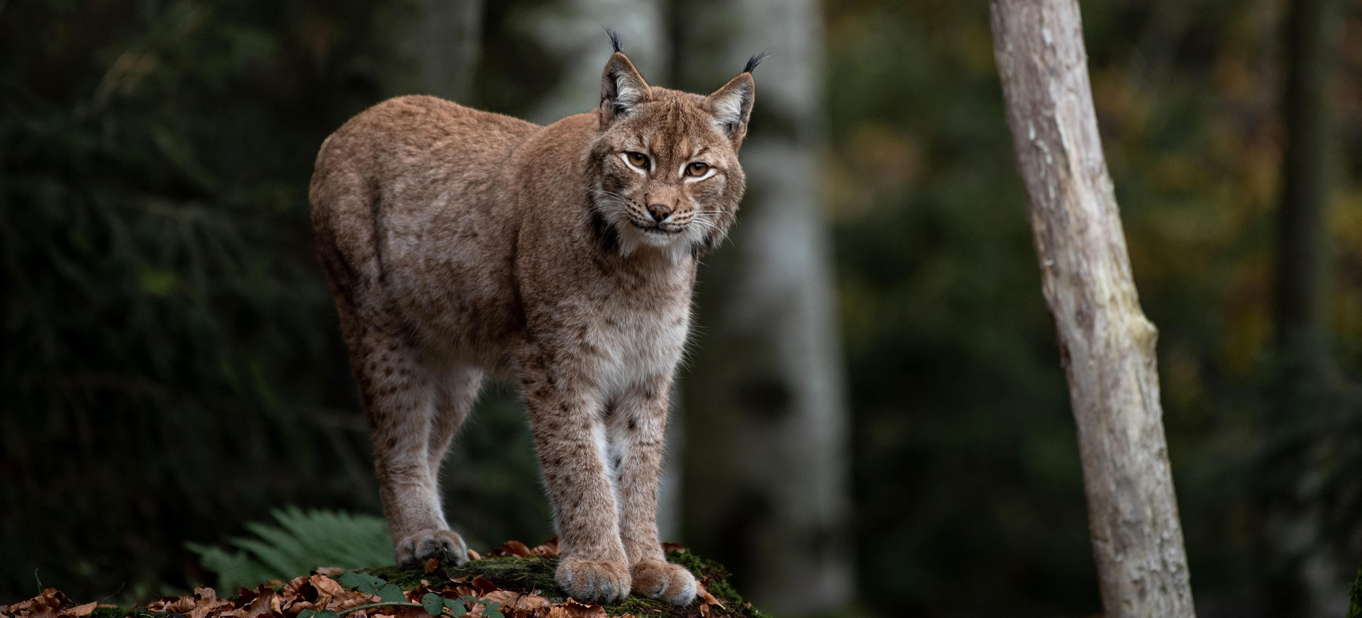 BIESZCZADY: Mariusz Nędzyński od lat śledzi ich kroki. Poznaj tajemnice bieszczadzkich rysi [VIDEO]