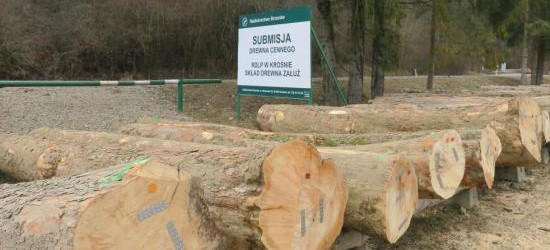 Ponad 36 tysięcy złotych za metr sześcienny jawora! Submisja drewna krośnieńskiej RDLP