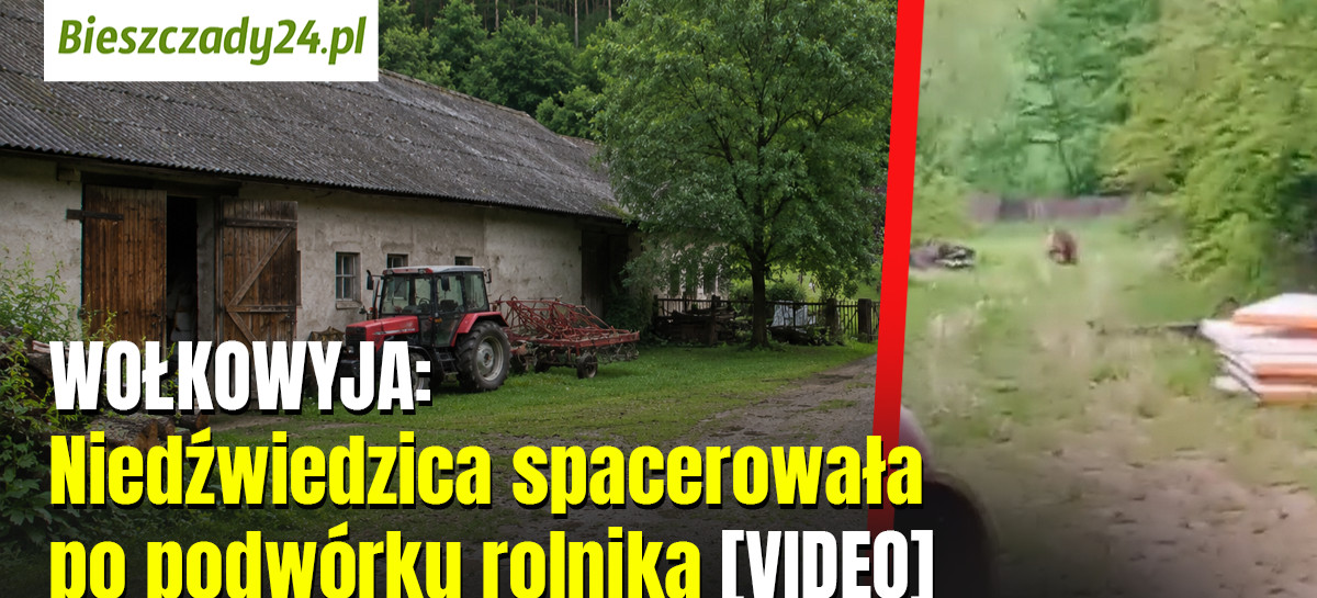 WOŁKOWYJA: Niedźwiedzica spacerowała po podwórku rolnika [VIDEO]