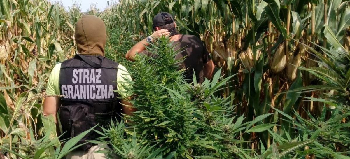 Marihuana wśród kukurydzy (FOTO)