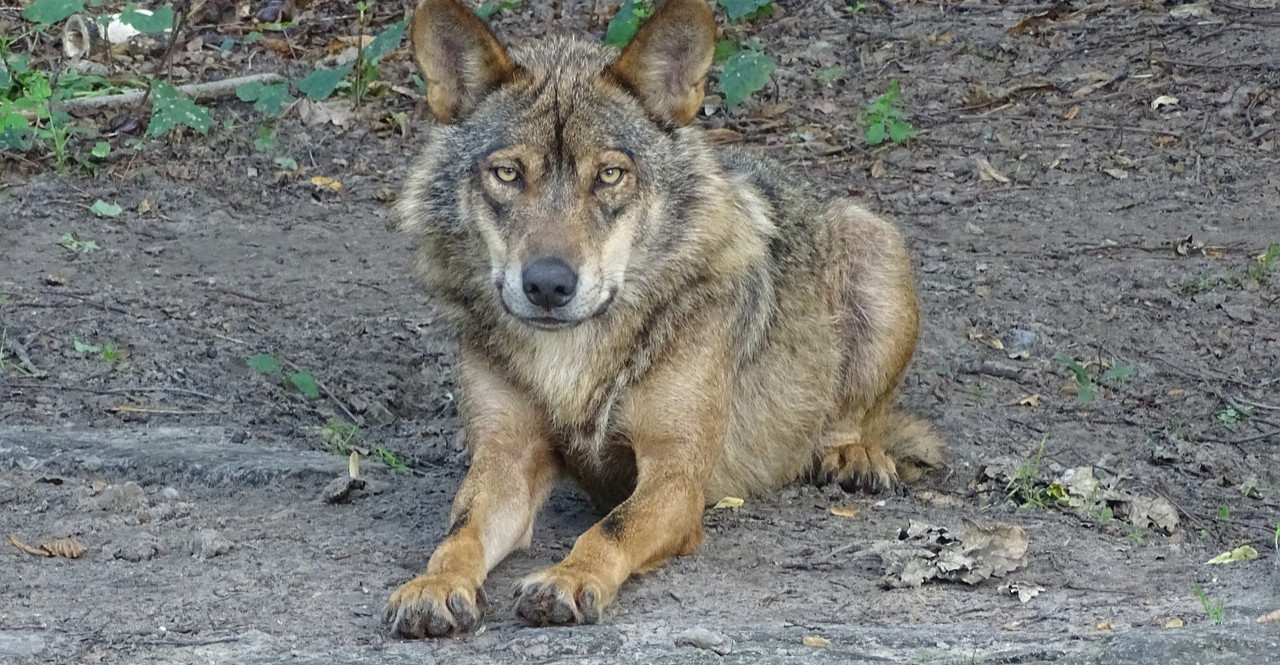 Uwaga na wilki i niedźwiedzie! Gmina apeluje o ostrożność