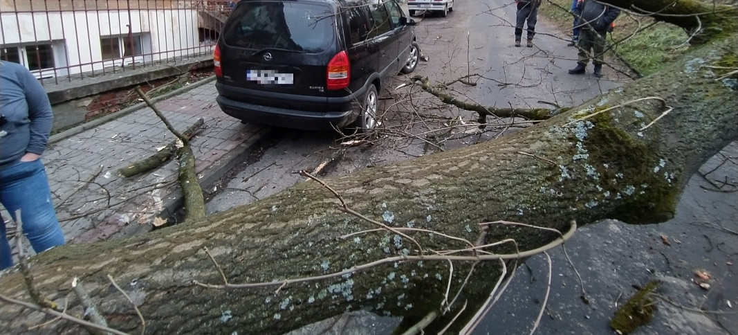 Drzewo runęło na kamienicę i samochody (FOTO)