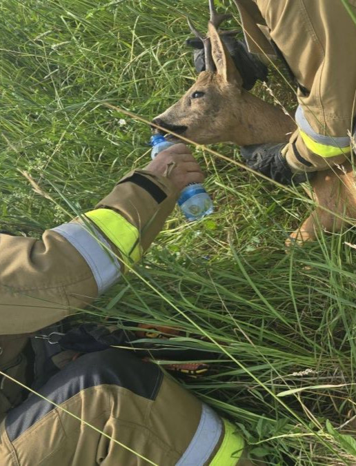 DOMARADZ. Kozioł uwięziony w ogrodzeniu. Interweniowali strażacy [ZDJĘCIA]
