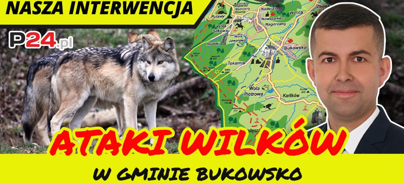 Wilki zagryzły osiem psów. Wchodzą na posesje (DRASTYCZNE ZDJĘCIA)