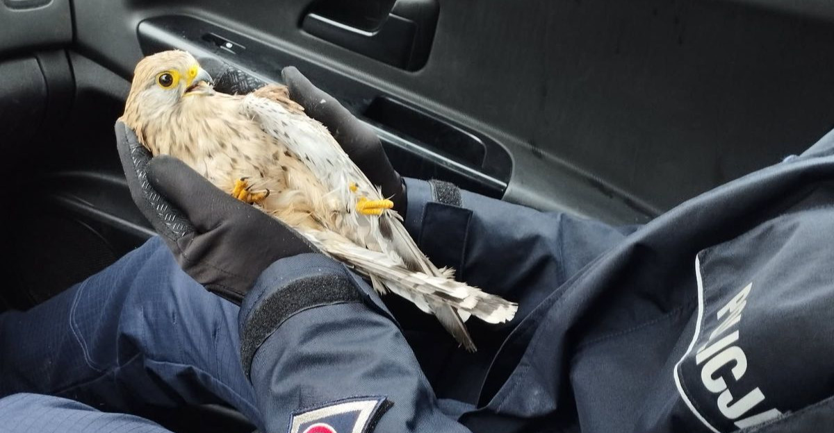 Policjanci pomogli pustułce ze złamanym skrzydłem