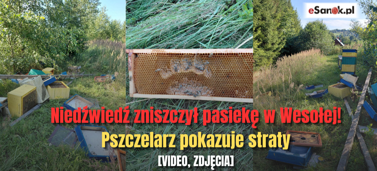 Pasieka w Wesołej zdemolowana przez Niedźwiedzia. Pszczelarz pokazuje straty [VIDEO, ZDJĘCIA]