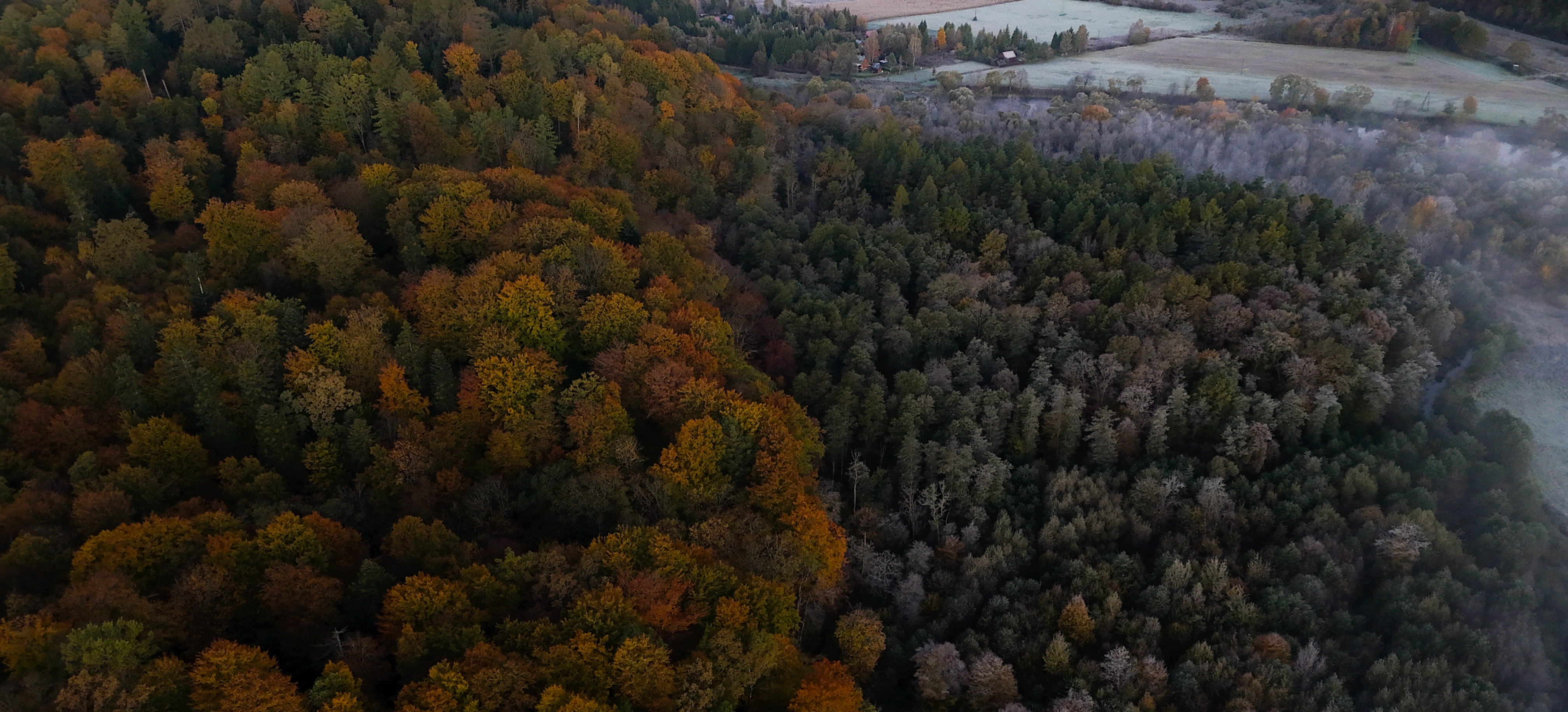 13 milionów nowych drzew w podkarpackich lasach. Trwa wiosenna akcja sadzenia