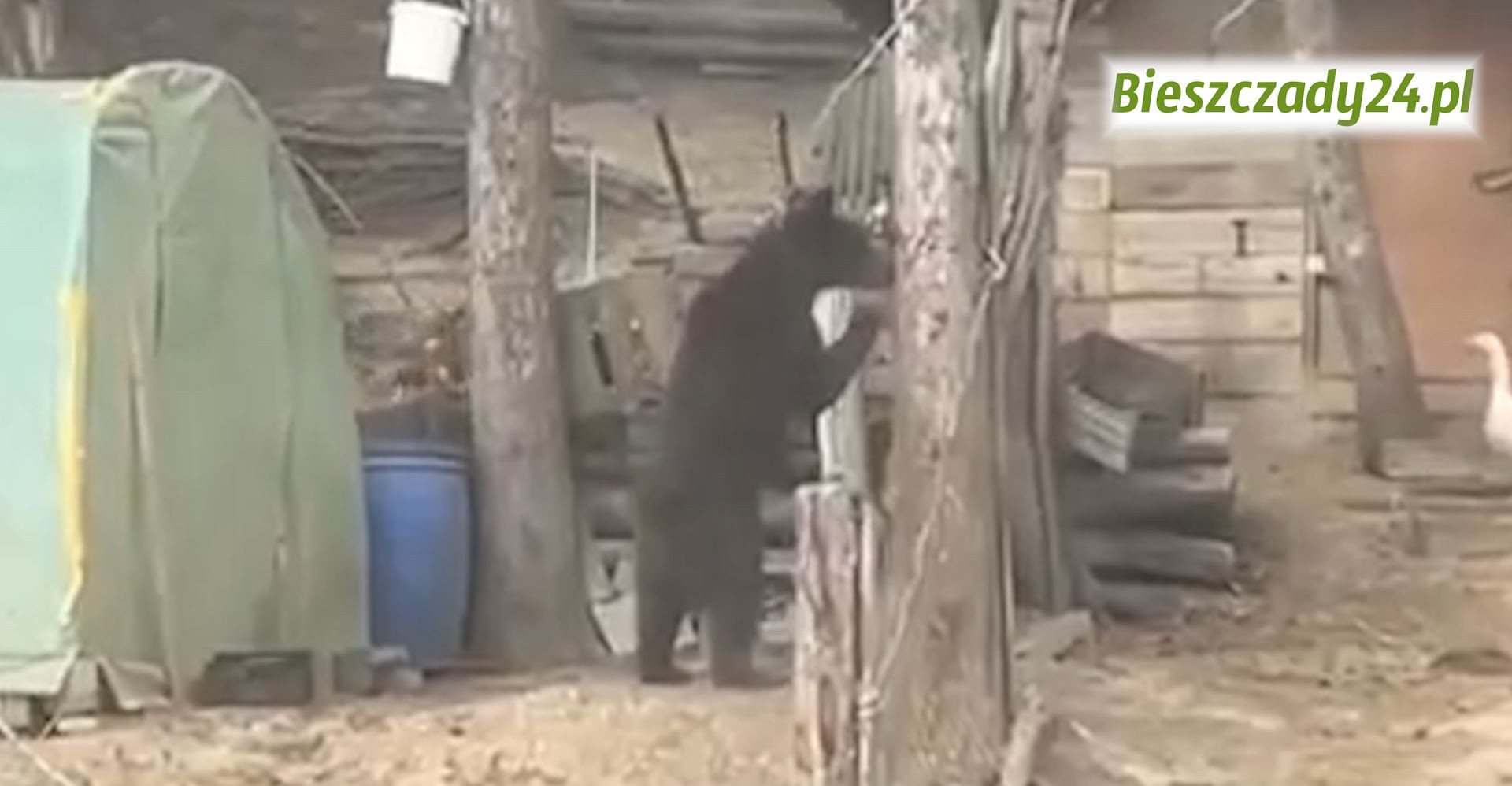 WOŁKOWYJA: Młody niedźwiedź porwał kurę. Zabezpieczenia nie pomogły [VIDEO]
