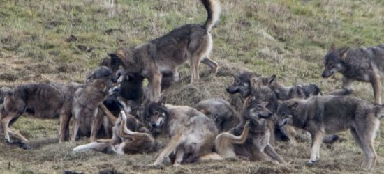 Wygłodniała wataha wilków w Bieszczadach (FOTO)