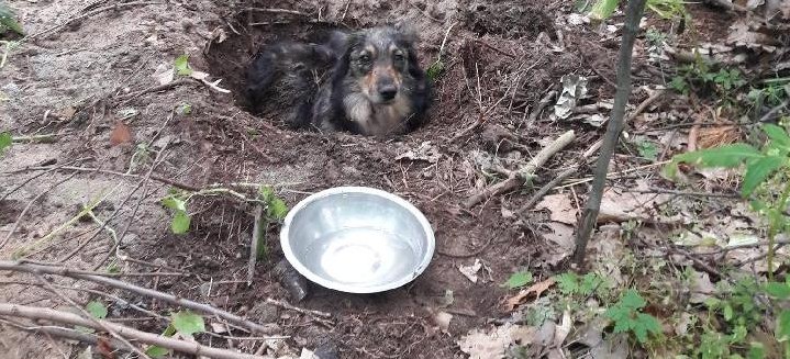 REGION: Zatrzymano właściciela psa zakopanego żywcem. Jak się tłumaczył? (ZDJĘCIA)