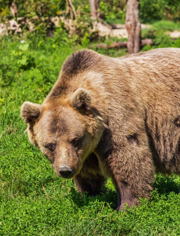 Nowe ustalenia RDOŚ w sprawie wczorajszego ataku niedźwiedzia