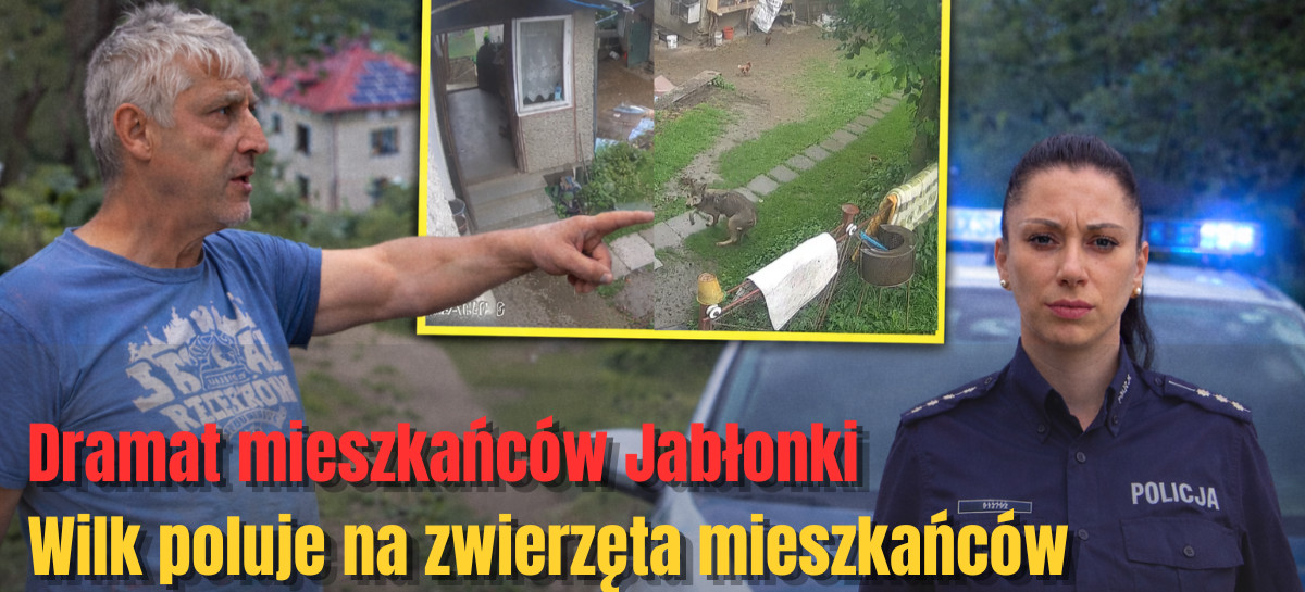 Wilk sieje postrach w Jabłonce. Porywa kury i podchodzi pod zabudowania [VIDEO]