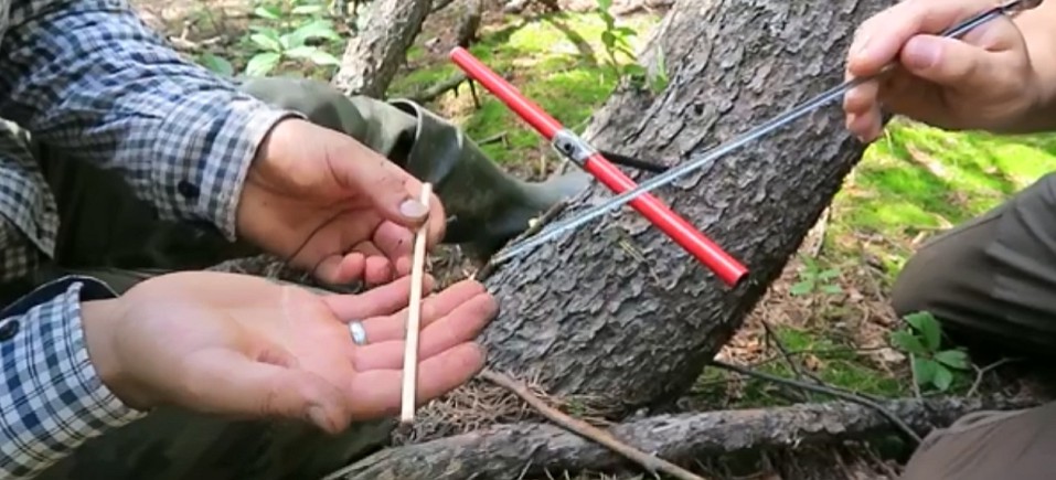 100-letnie krzewy w bieszczadzkich lasach! (VIDEO)