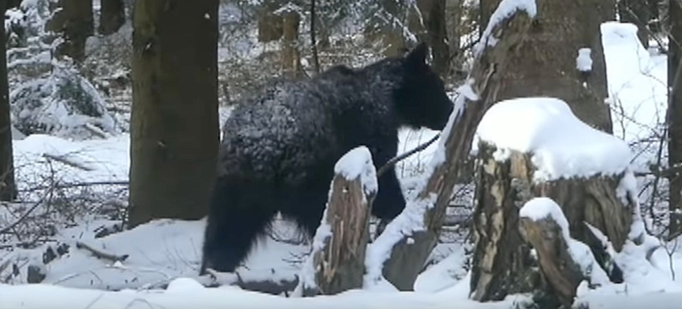 Bliskie spotkanie z niedźwiedziem w Bieszczadach (VIDEO)