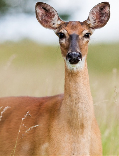 Kolizja z dzikim zwierzęciem? Wskazówki i apel policji