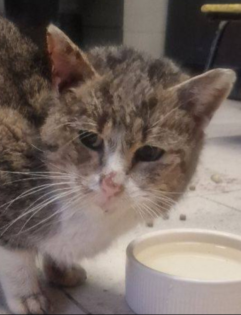 SANOK: Znaleziono wychłodzonego kota. Pilnie potrzebny dom tymczasowy!