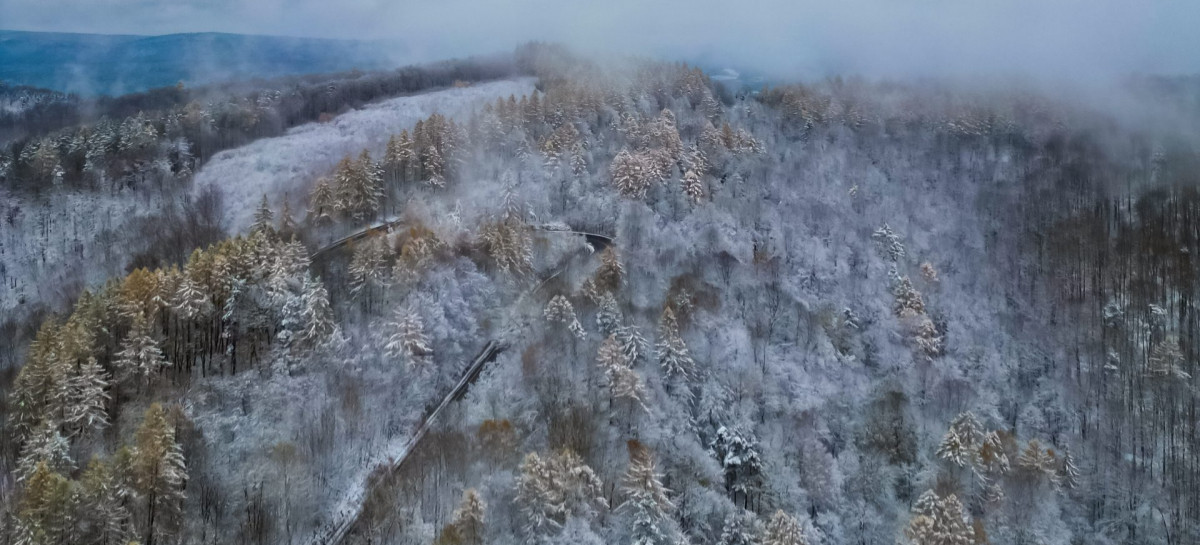 Choinka tylko z legalnego źródła. Ruszyła akcja Straży Leśnej