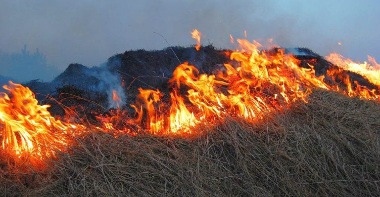 Wiosenne wypalanie traw wciąż problemem. Mandaty nawet do kilku tysięcy złotych
