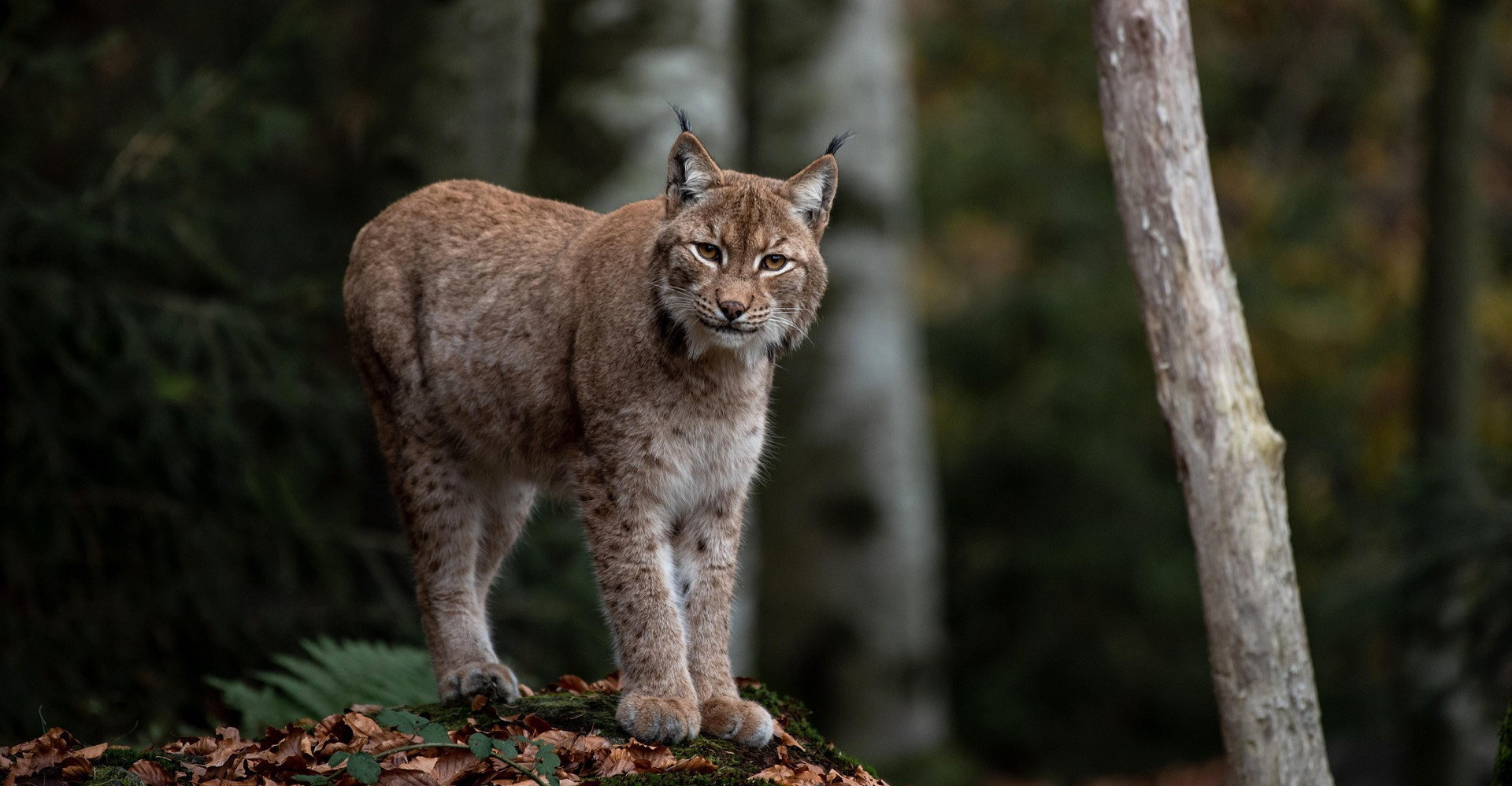 BIESZCZADY: Mariusz Nędzyński od lat śledzi ich kroki. Poznaj tajemnice bieszczadzkich rysi [VIDEO]