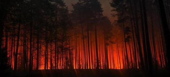 Czerwony alarm w podkarpackich lasach. Leśnicy apelują o rozwagę