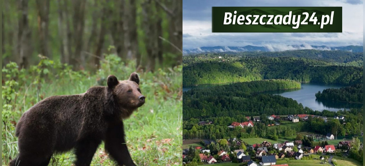 Plaga niedźwiedzi w gminie Solina. „Sytuacja jest bardzo poważna”. Wójt powołuje patrole i apeluje o pomoc do państwa!