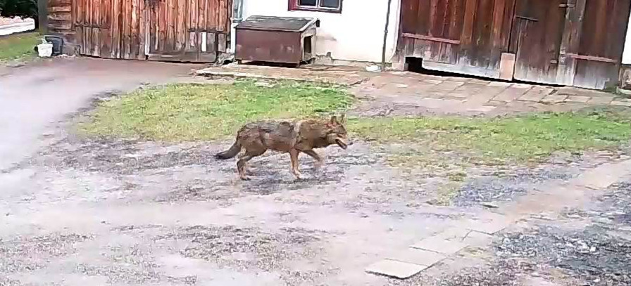 Wilk w środku dnia chodzi po podwórku! (VIDEO)