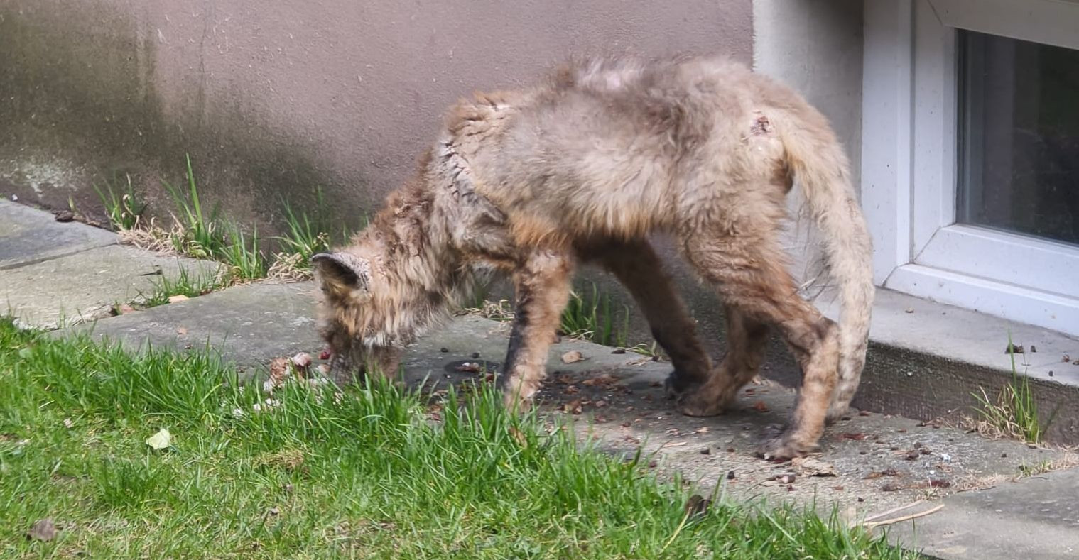 PILNE: Chory lis na sanockich osiedlach. „Przestańcie wyrzucać jedzenie pod bloki!” [VIDEO, ZDJĘCIA]