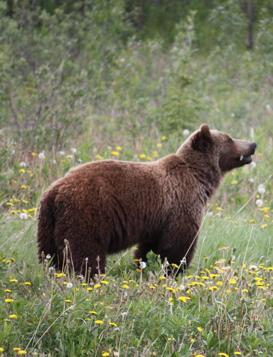 Nocna wizyta niedźwiedzia w Zatwarnicy. Dobierał się do kurnika [ZDJĘCIA]