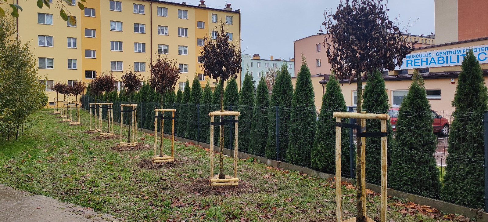 RZESZÓW. W mieście przybyło 1000 nowych drzew. Podsumowanie jesiennych nasadzeń (ZDJĘCIA)