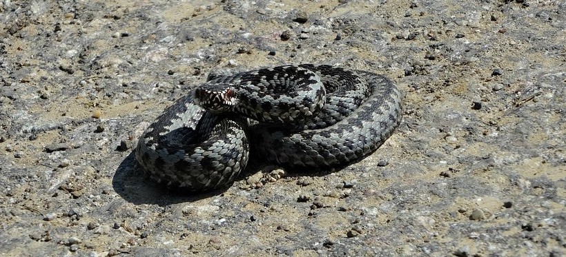 Żmije na ścieżce w pobliżu Lisiej Góry! Miasto powinno zamontować tablice ostrzegawcze?