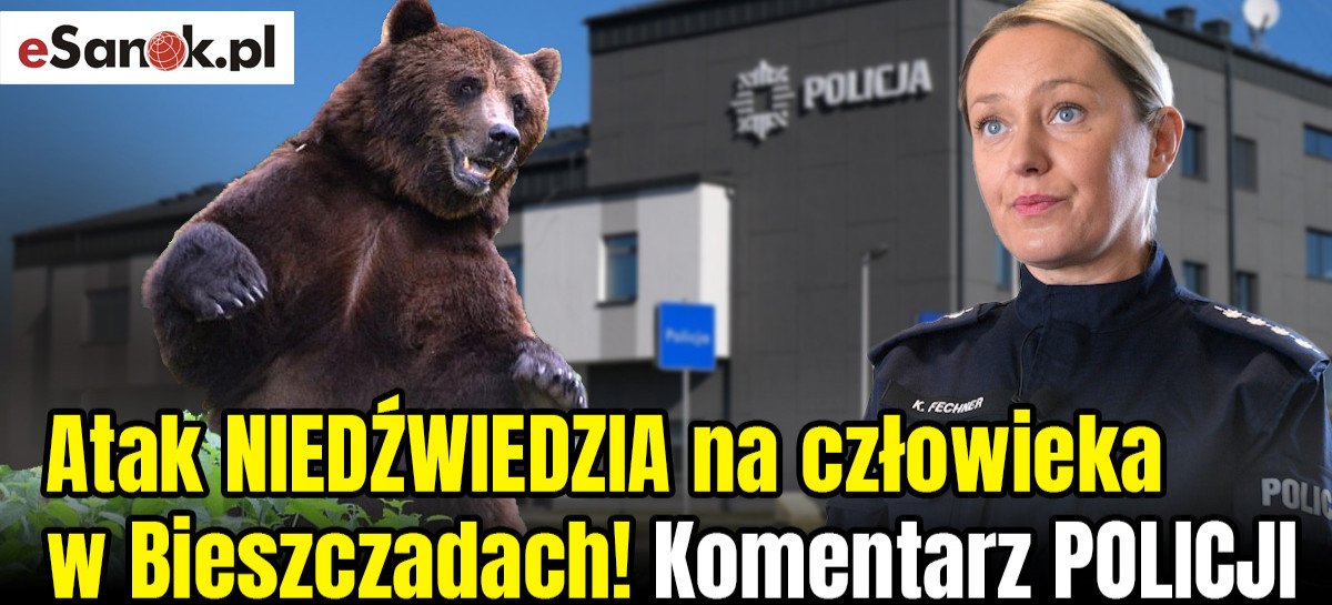 Atak niedźwiedzia na człowieka w Bieszczadach. Kobietę uratował plecak! (VIDEO)