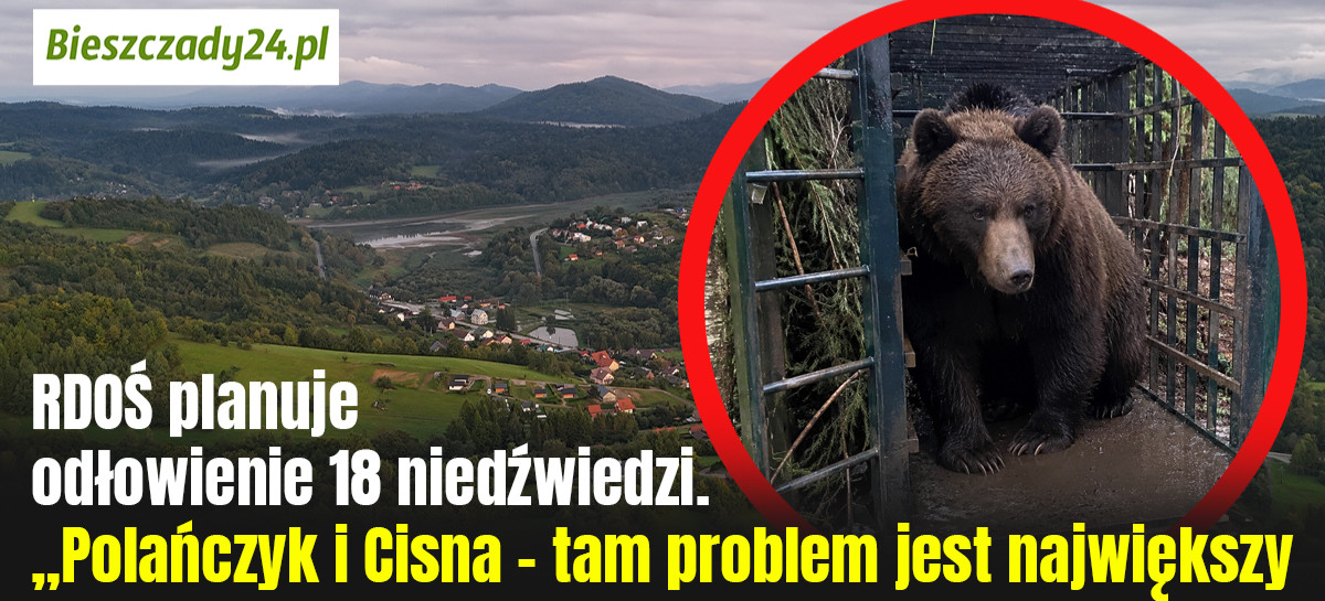 RDOŚ planuje odłowienie 18 niedźwiedzi. „Polańczyk i Cisna – tam problem jest największy”