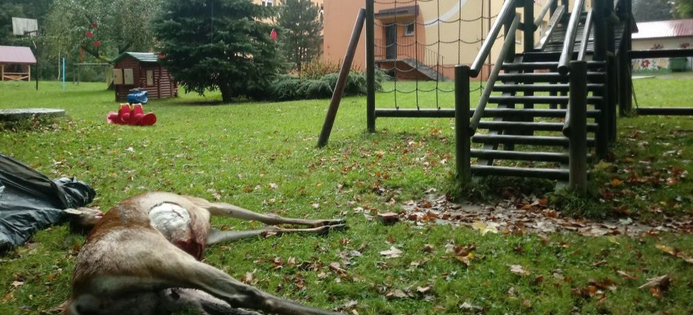 BIESZCZADY: Zagryziona łania na placu zabaw przy szkole! Zaatakowały wilki? (ZDJĘCIA)