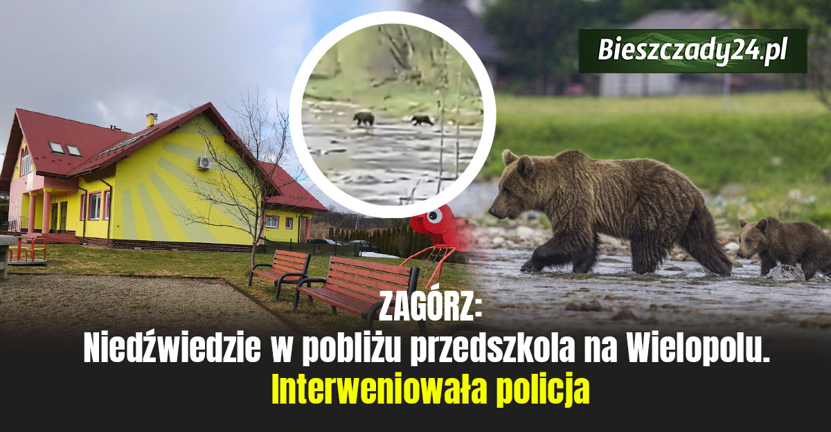 ZAGÓRZ: Niedźwiedzie w pobliżu przedszkola na Wielopolu. Interweniowała policja [VIDEO]