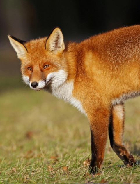 PODKARPACIE: Dodatkowa akcja szczepienia lisów przeciwko wściekliźnie