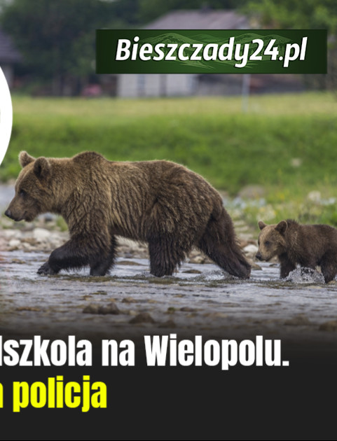 ZAGÓRZ: Niedźwiedzie w pobliżu przedszkola na Wielopolu. Interweniowała policja [VIDEO]