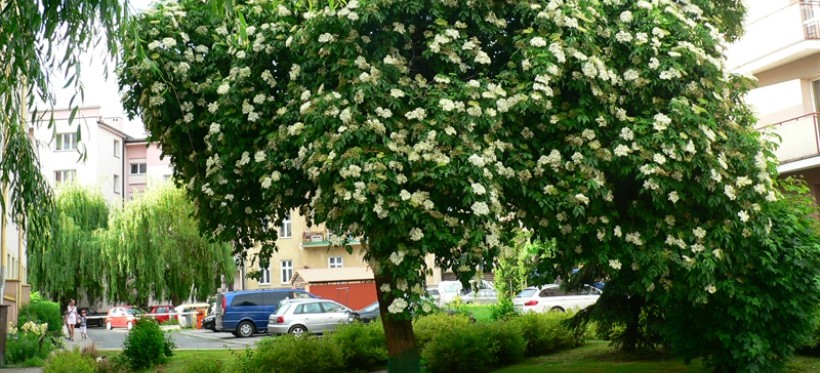 Europejskie Drzewo Roku – konkurs na półmetku. Głosuj na rzeszowski bez czarny!
