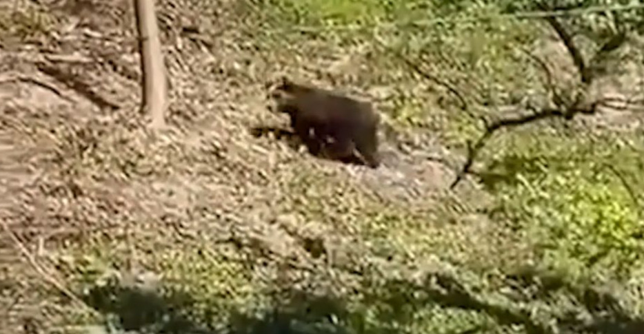 Niedźwiedź biega po Zagórzu. Kobieta ratowała się ucieczką (VIDEO)