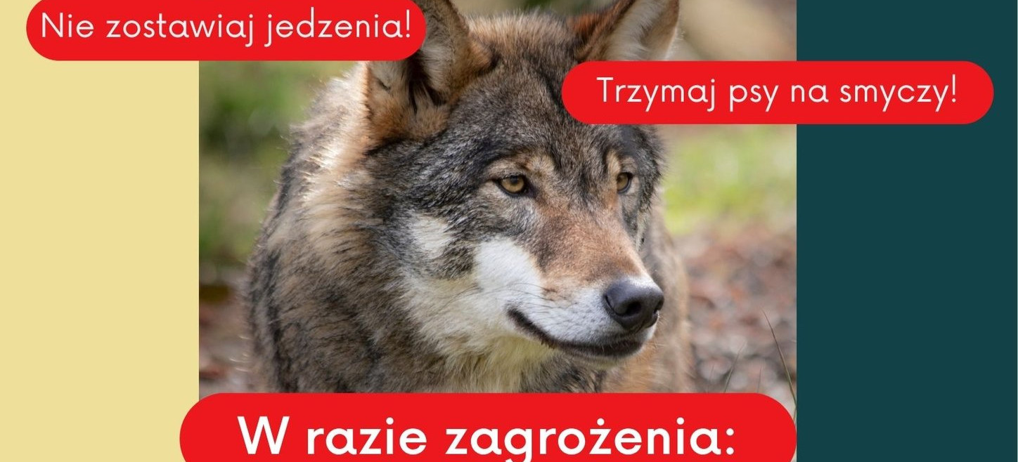Kolejna gmina wydaje komunikat. Wilki podchodzą pod same domy