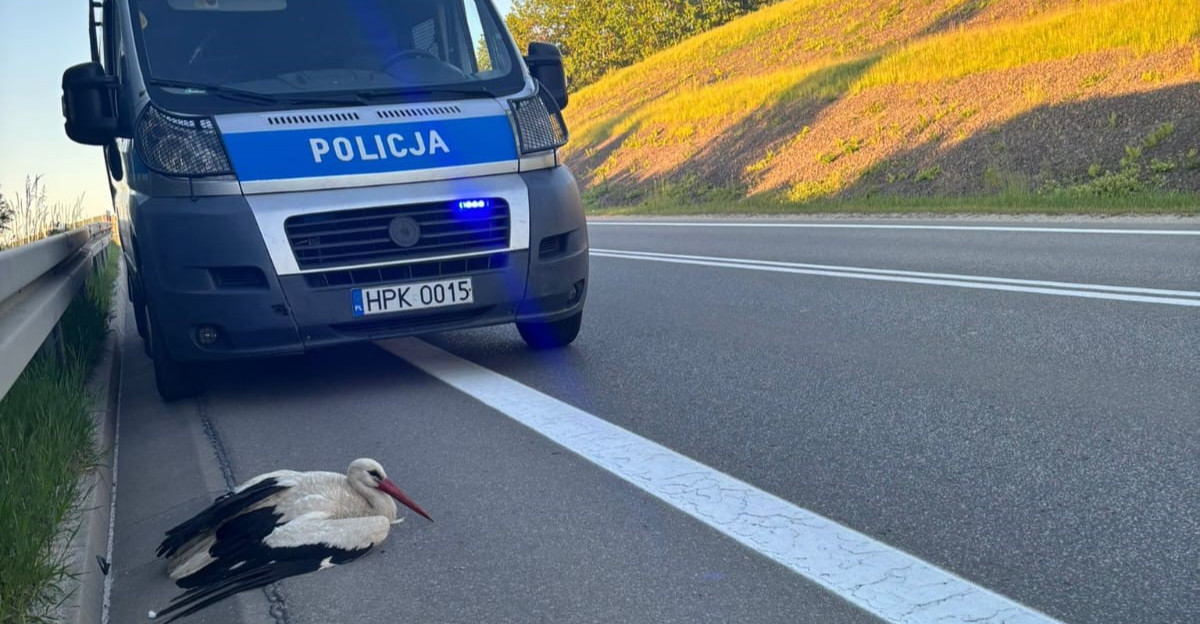 Policjanci z Brzozowa pomogli rannemu bocianowi
