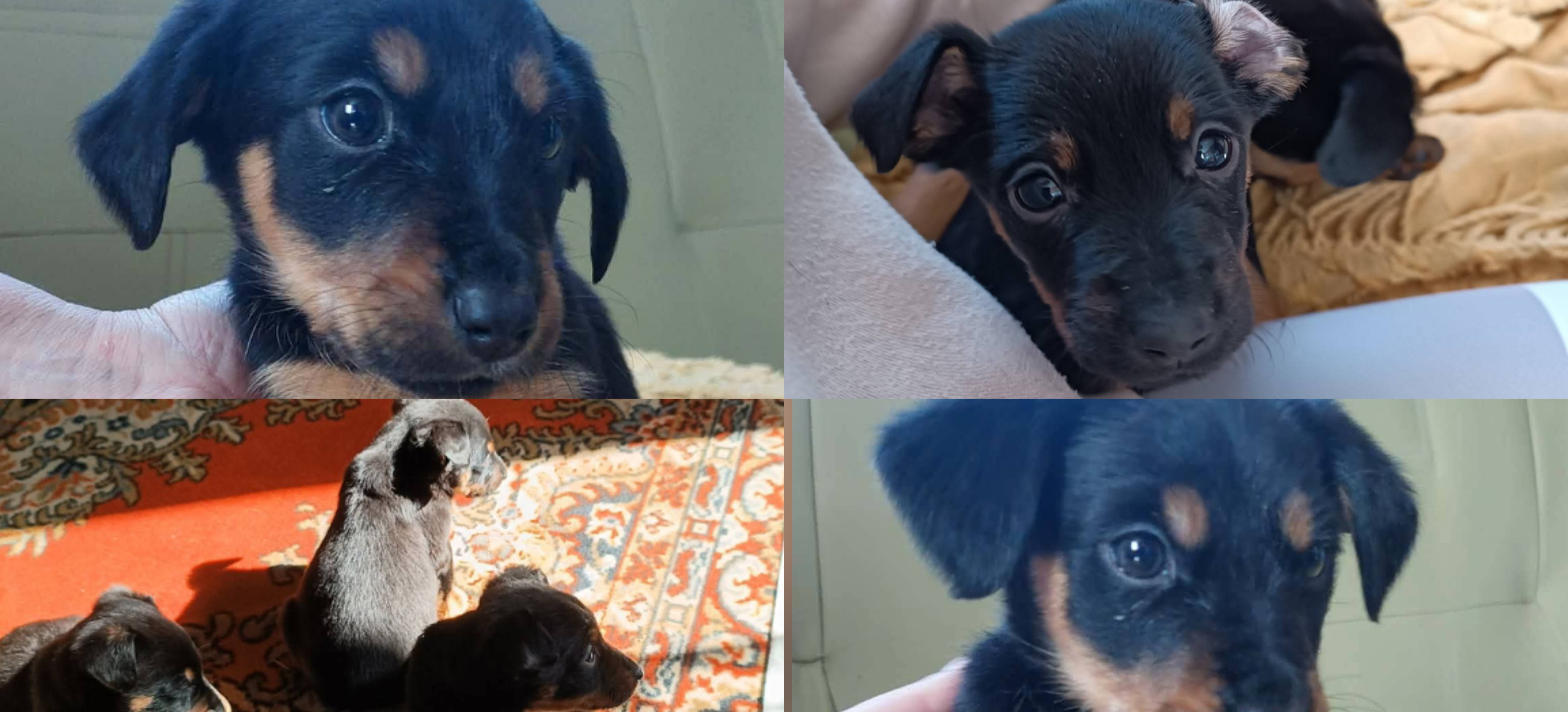 Będą niewielkie, ale kochają najmocniej. Te maluchy czekają na nowych właścicieli