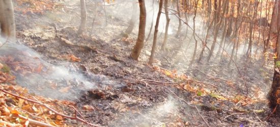 Pożar lasu w Bieszczadach (FOTO)